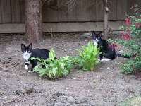 Gatecrashers! Chris's visitors were a couple of black and white kittens